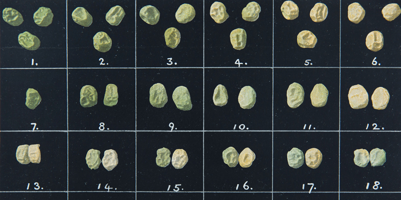 Learning the right lesson from Mendel's peas - The Archaeology News Network