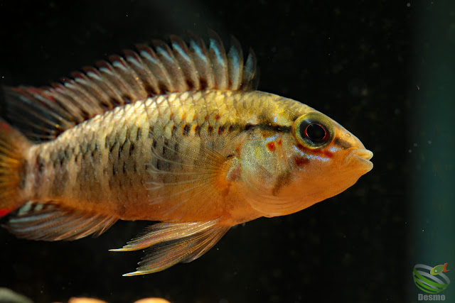 Apistogramma cf. macmasteri