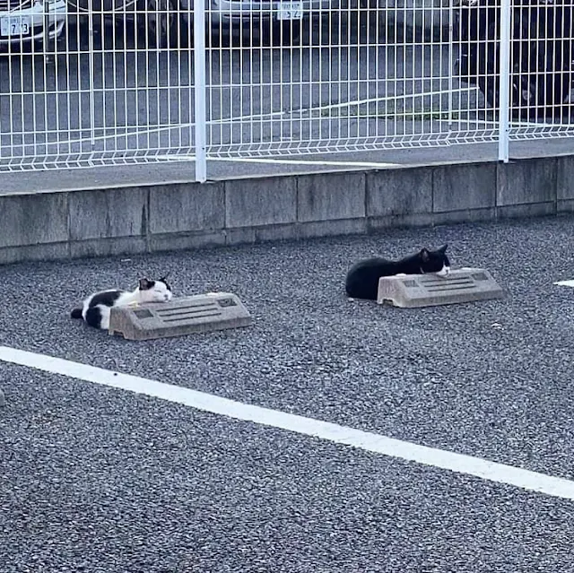 Cats with concrete pillows