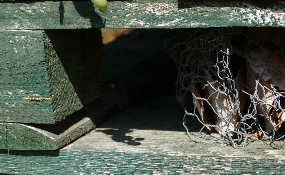 Mallorca es así también: Hotel de insectos - con mucha movida