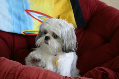 11 maneiras que você pode está encurtando a vida do Shih Tzu 11 maneiras que você pode está encurtando a vida do Shih Tzu