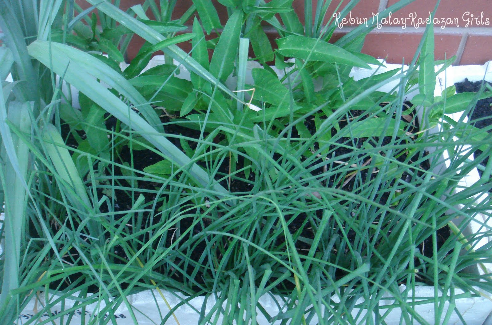 Kebun Malay-Kadazan girls: Leek Lucky Mate Kebun Malay-Kadazan girls: Leek Lucky Mate Leek Companion Plants