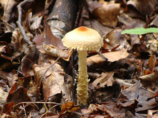 Lepiota magnispora DSC68596