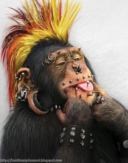 monkey punk