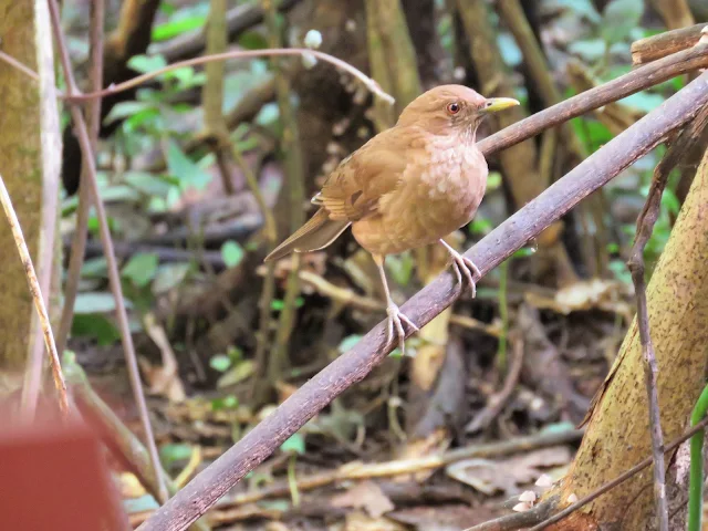 Costa Rica National Bird: Clay-colored thrush