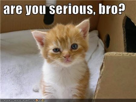 lolcat-are-you-serious-bro