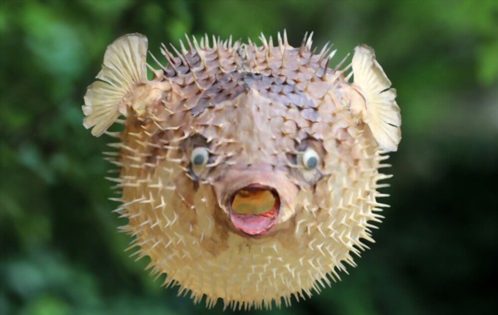 Pufferfish: Most beautiful and deadly animal in the world