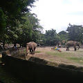 Cara Gembira Loka Zoo Hadapi Pandemi Corona