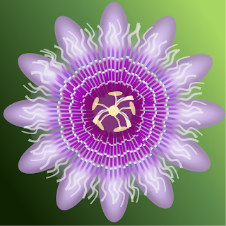 Passion flower: original in Inkscape, 2021.