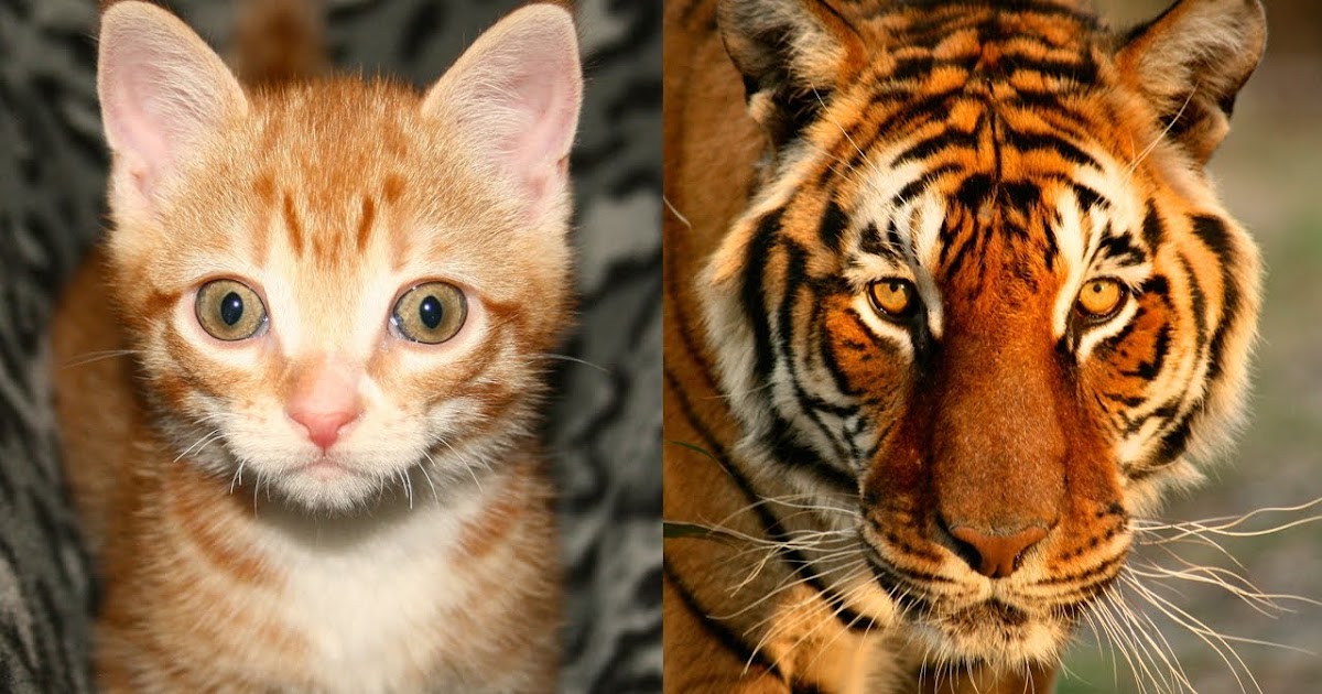 Terra Tigres y Gatos comparten 95.6 en similitudes genéticas