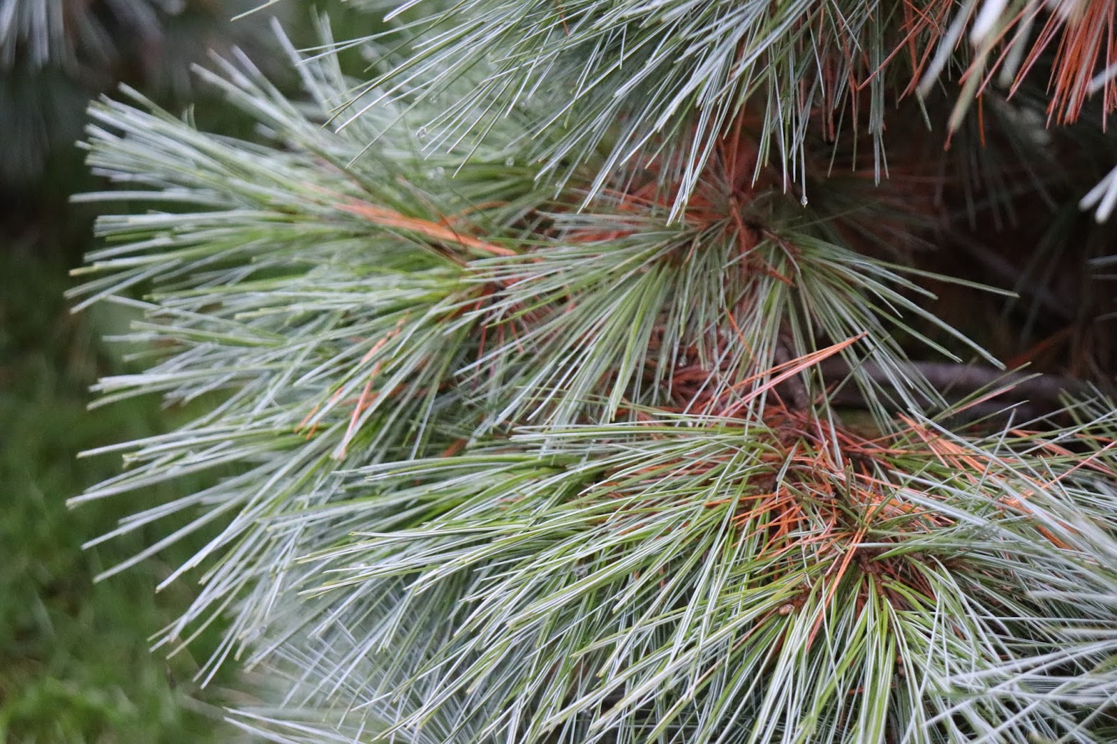 Garden Sense Evergreen Shrubs