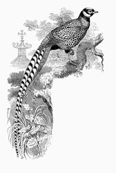 corner bird transfer digital clip