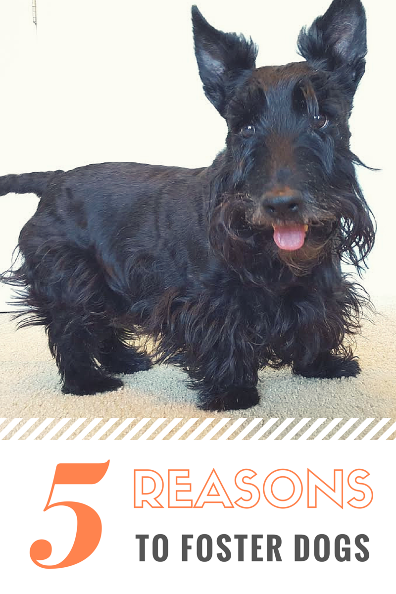 how does it take for puppies to open scottie 5 reasons to foster dogs how does it take for puppies to open scottie 5 reasons to foster dogs