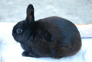 Polish black dwarf rabbit