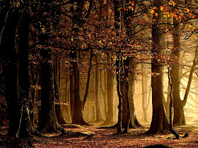 Autumn and Forest Wallpaper | Black and White Wallpapers HD