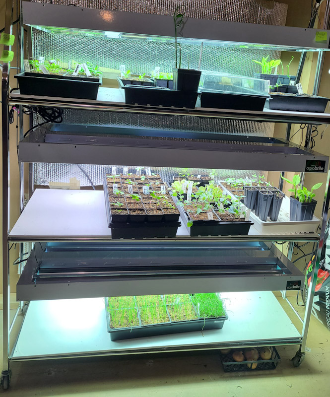 Under the Grow Lights