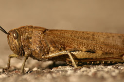 خبراء يحذرون من غزو الجراد الصحراوي لشمال افريقيا في اكتوبر المقبل