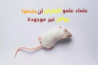 علماء علمو الفئران أن يشموا رائحة غير موجودة علماء علمو الفئران أن يشموا رائحة غير موجودة