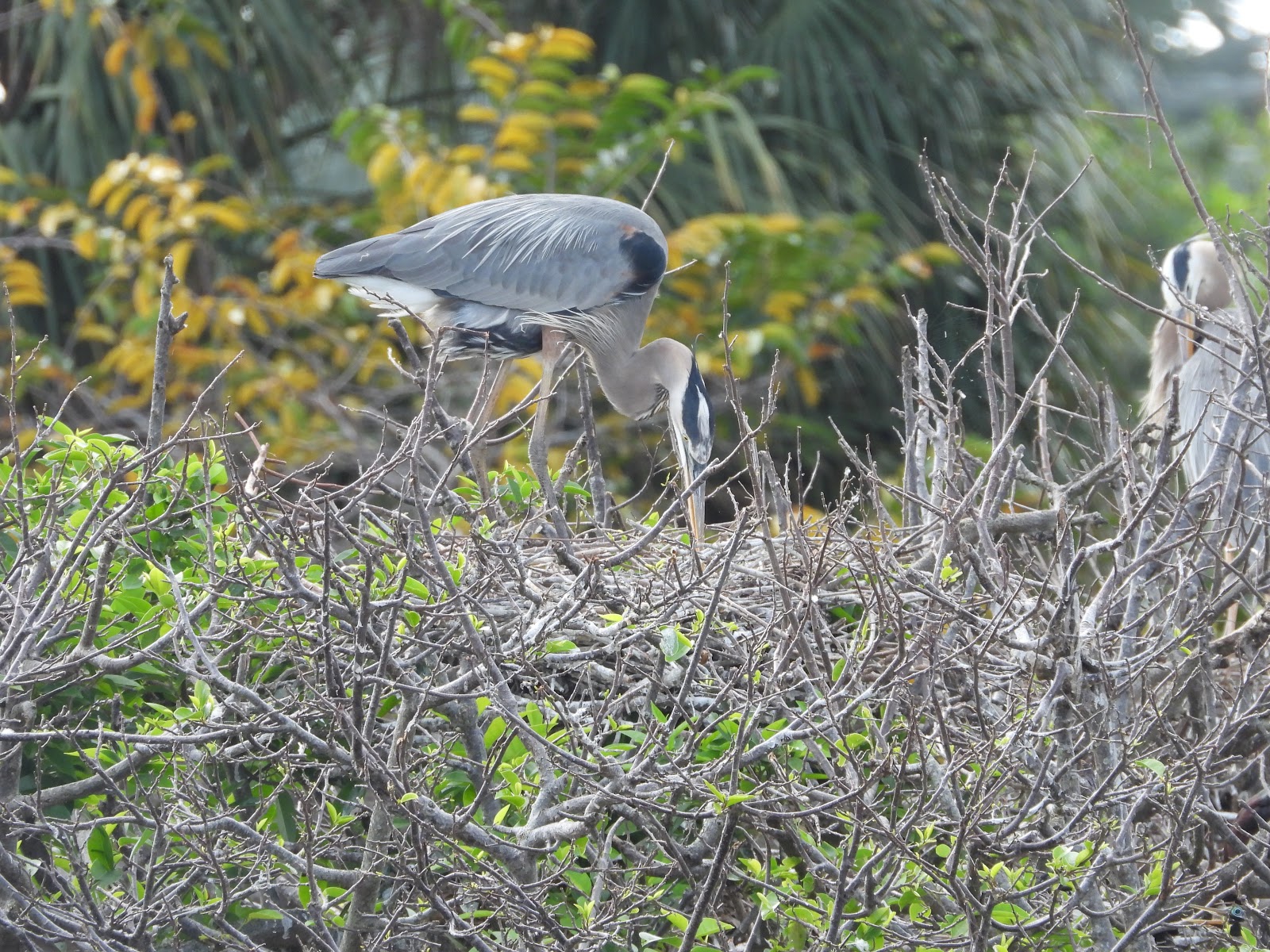Bird & Travel Photos, Birding Sites, Bird Information GREAT BLUE HERON