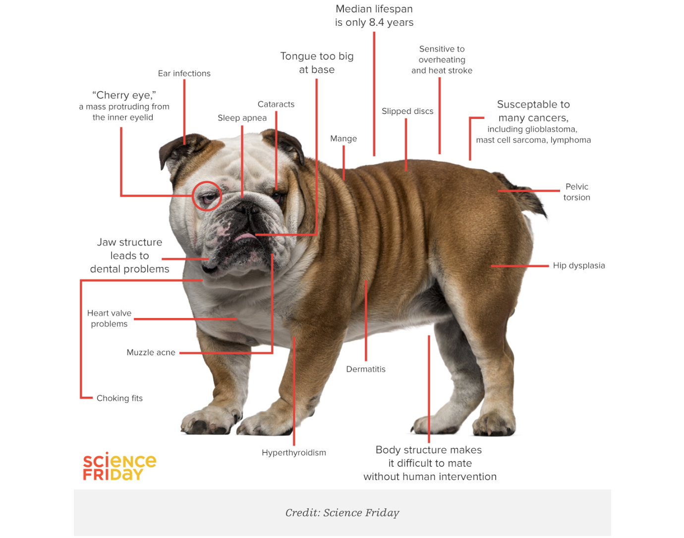 Do Pedigree Dogs Have More Problems