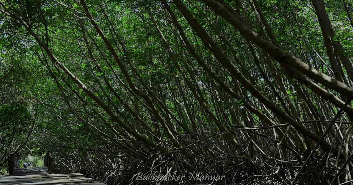 Backpacker Manyar: Hutan Mangrove Taman Hutan Raya Ngurah Rai Bali