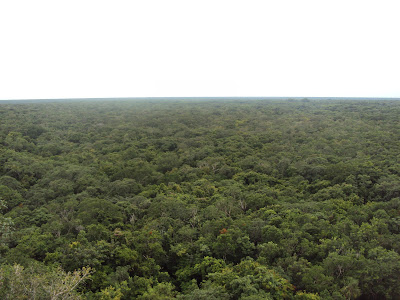 Vistas desde arriba de la pirámide de Cobá Vistas desde arriba de la pirámide de Cobá