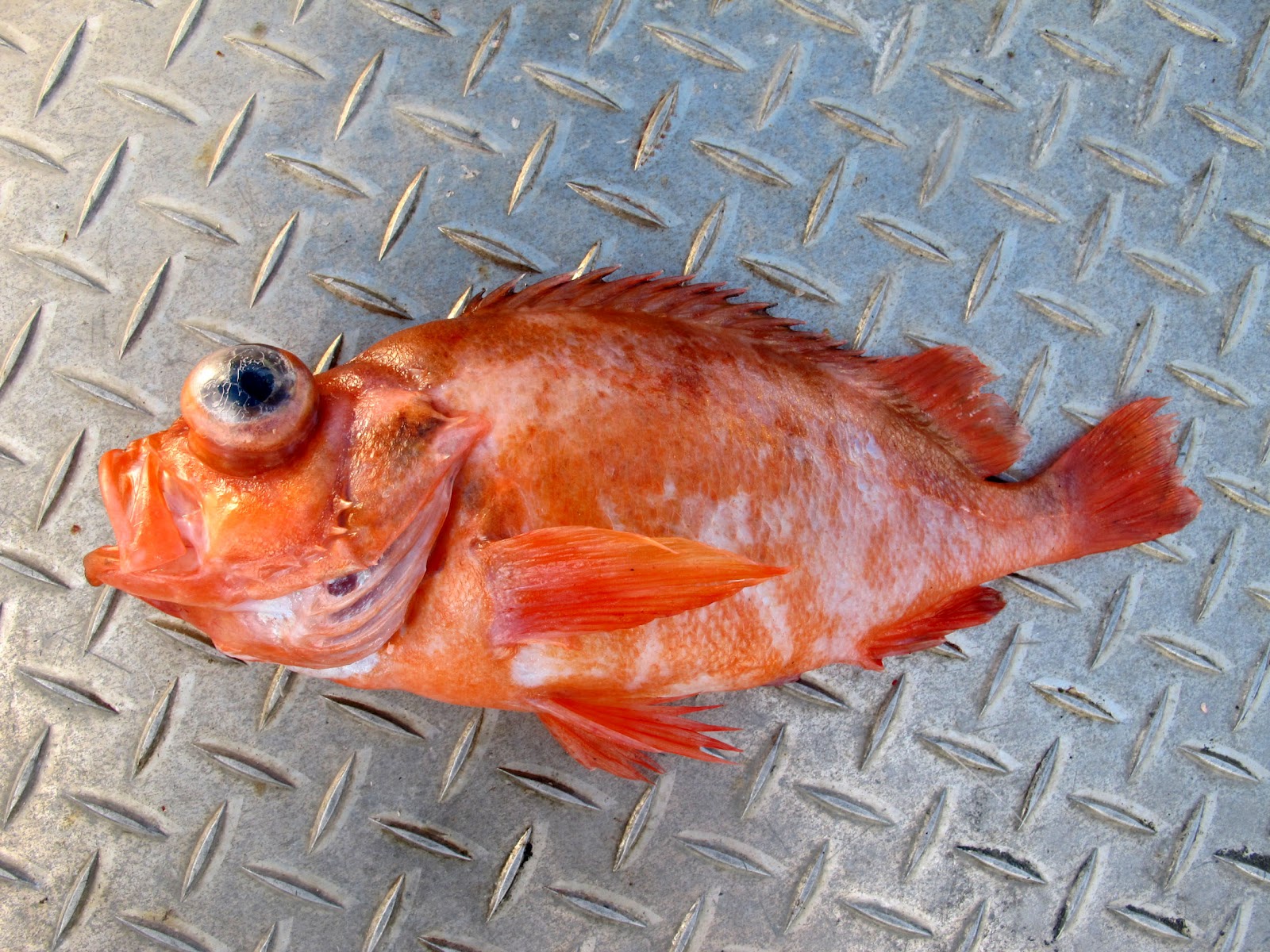 In the footsteps of Steve Wozniak: Big Cods and odd little critters ...