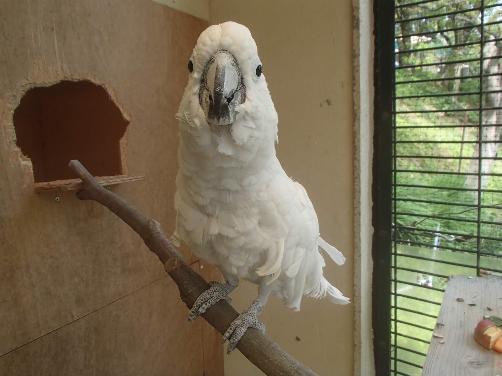 アンブレラオウム (ハクオウム): 鳥の種のプロフィール