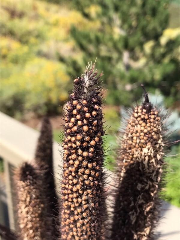 Colorado Mountain Gardener Native and Ornamental Grasses at Altitude