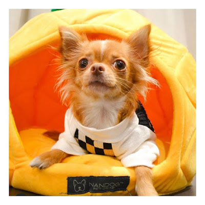 dog accessories manufacturers