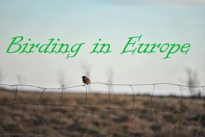 Birding in Europe