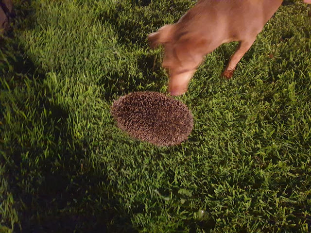 hedgehog visits the garden