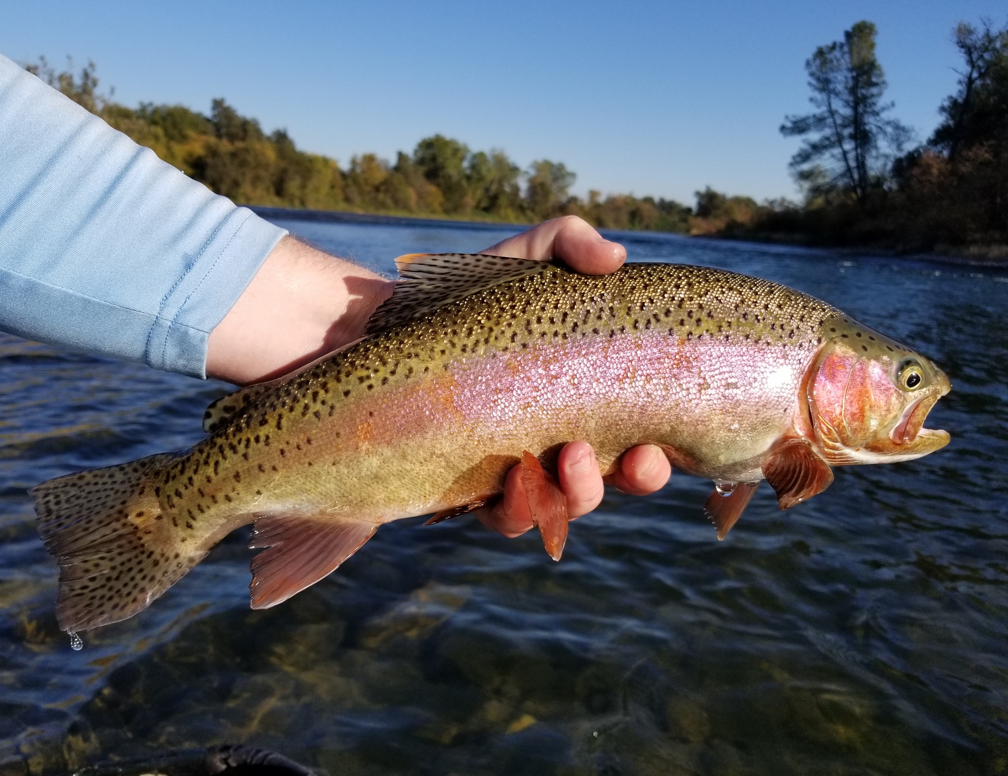 Nor Cal Fly Guides Ncfg Blog Northern California Fly Fishing Guide, Northern California Fly