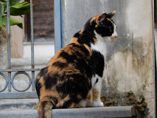 サレルノで見つけた猫