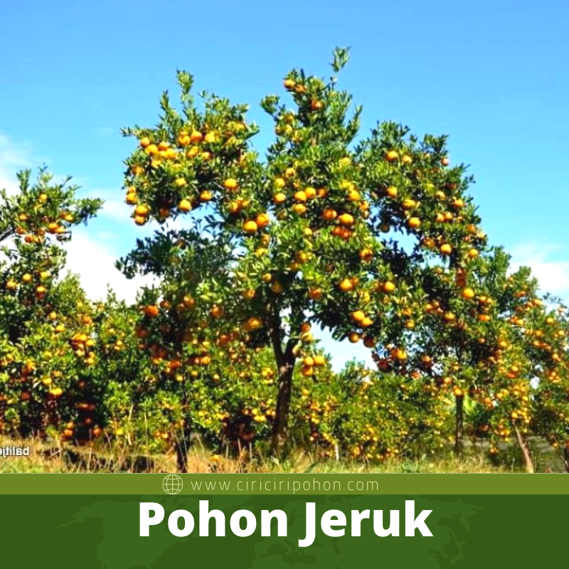 Pohon Jeruk