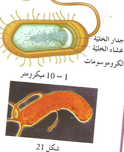 في الخلية الحيوانية لاتحتوي على