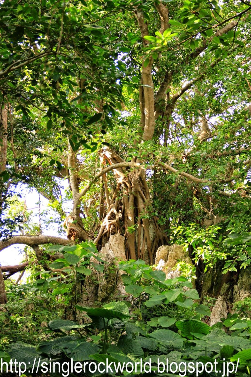 Okinawa Hiking in Daisekirinzan 3 singlerockworld A Japan travel blog