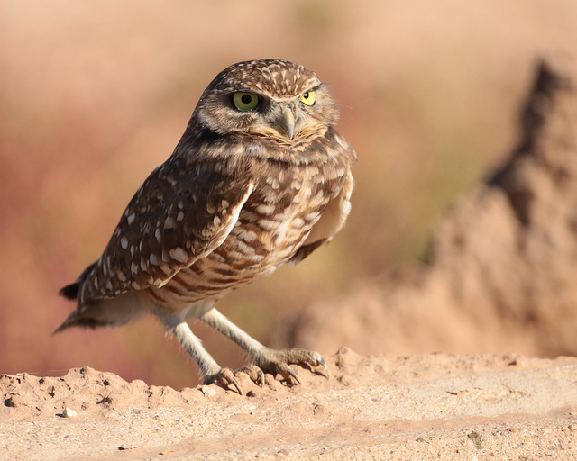 The Burrowing Owl The Smallest Species of Owl The Ark In Space