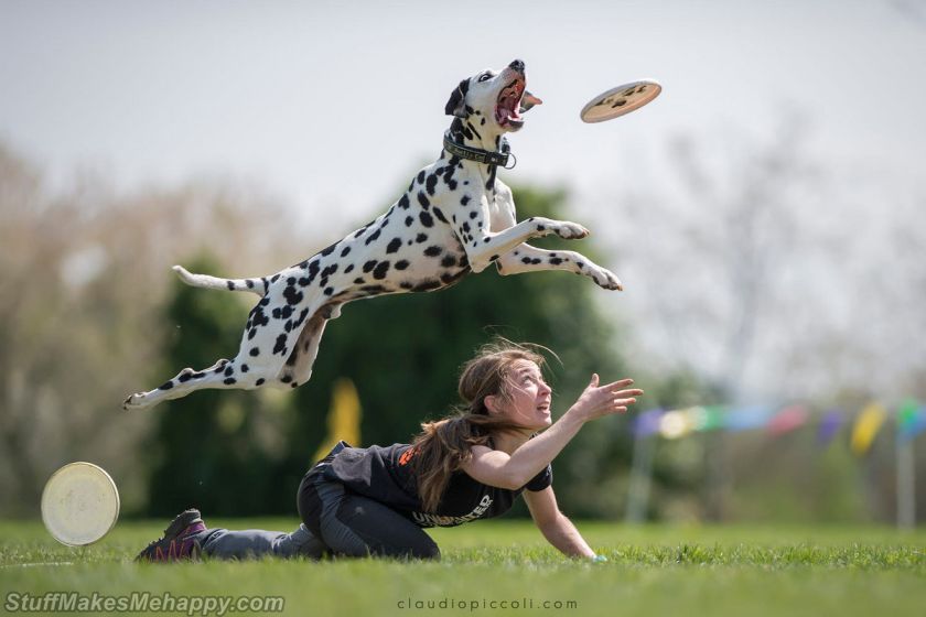 Wonderful Pictures of Super Flying Dogs by Claudio Piccoli