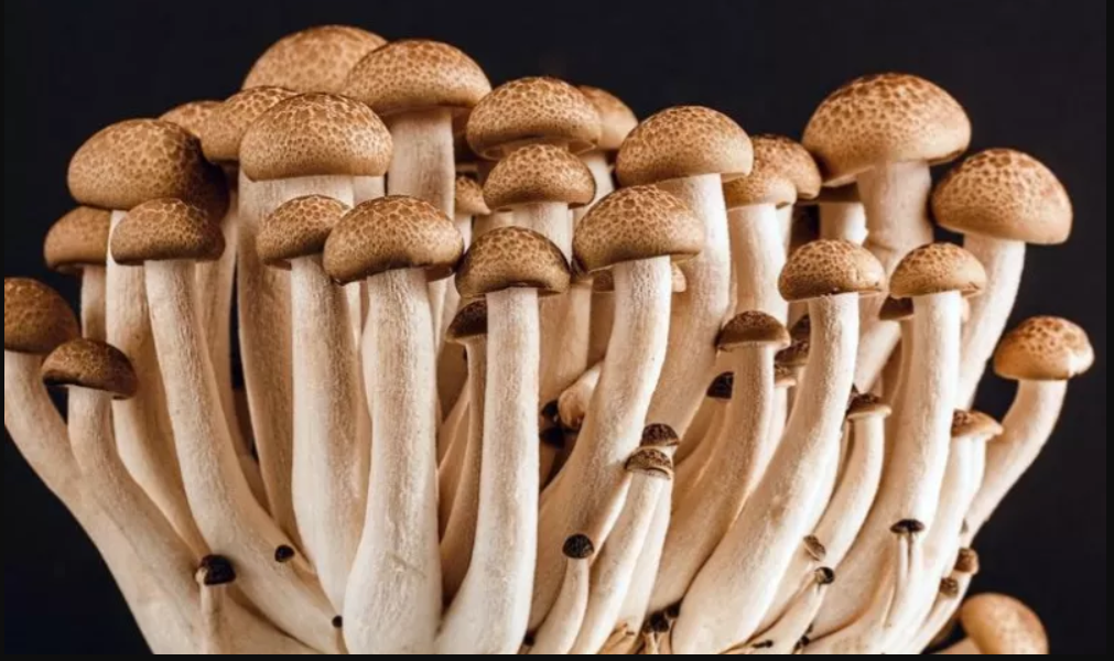 Ringkasan Materi Pelajaran Tentang Fungi Jamur Semangat27