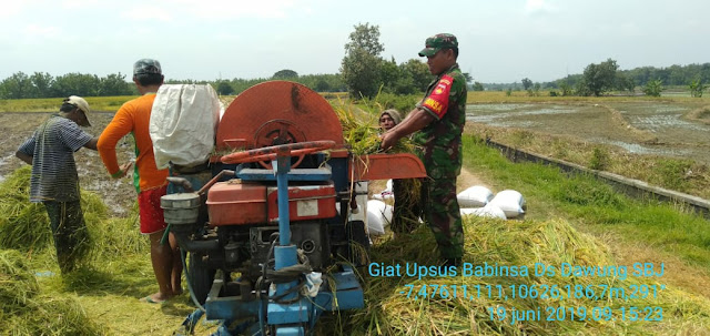 Semangat Babinsa Dawung Panen padi