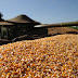 Colheita de milho chega forte e traz alívio aos produtores
