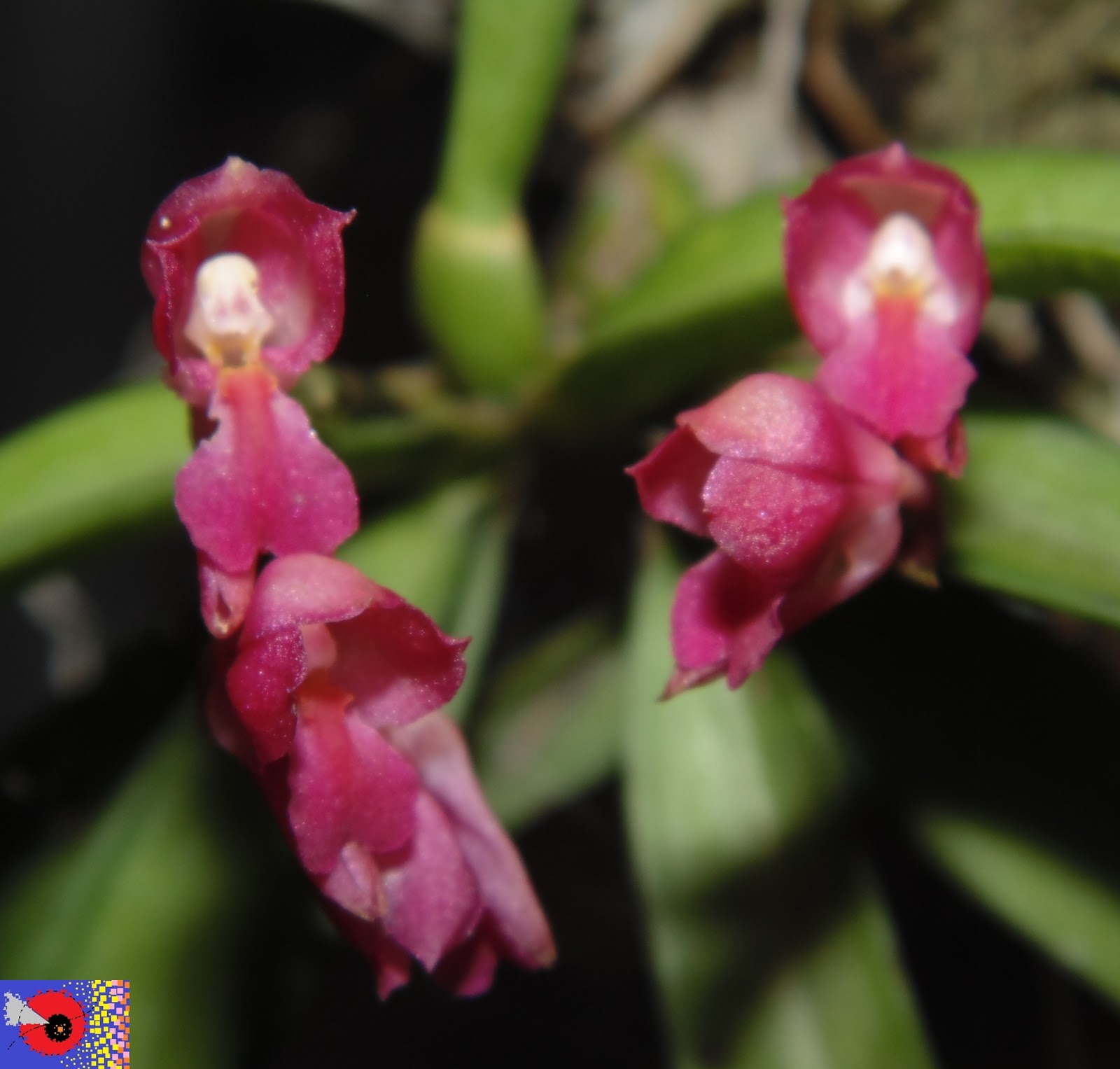 ORQUÍDEAS * BROMÉLIAS: 377 - Orquídea: Rodriguezia lanceolata