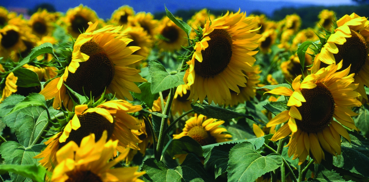 #FeedtheBirds 1: Sunflowers Up-close: The Strange Journey of an