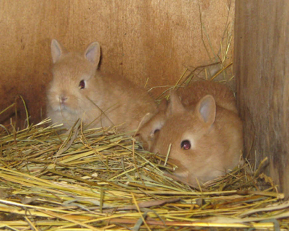 RS Collection Facts about Dwarf Rabbits