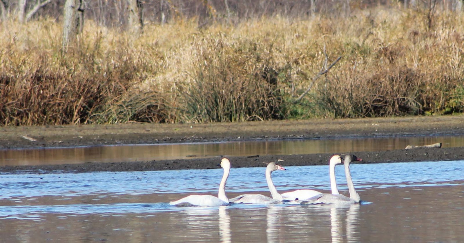 WINGS OVER ALMA TUNDRA SWANS Have Finally Arrived