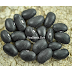 Đậu Rùa Đen  'Black Turtle' ( Phaseolus vulgaris,PHA00157)