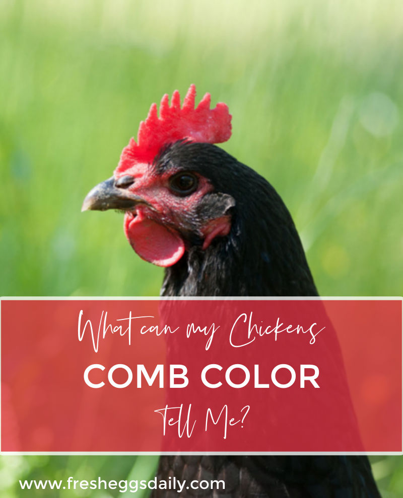 What Can my Chickens Comb Color Tell Me? Fresh Eggs Daily® with Lisa