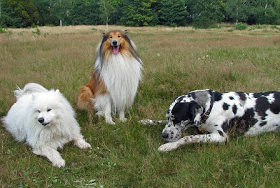 15 Dog Friendly Dog Breed Are The Best for Getting Along With Other Dogs