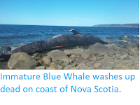 https://sciencythoughts.blogspot.com/2019/09/immature-blue-whale-washes-up-dead-on.html